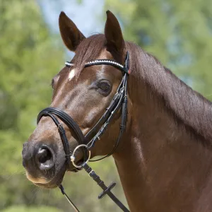 Kieffer Lea Snaffle Bridle
